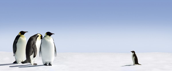 Cold Calling Penguins