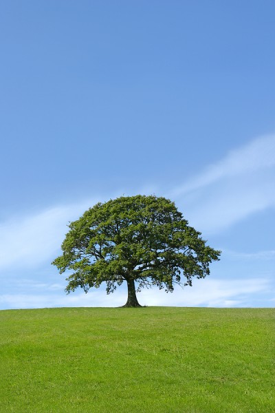 Oak Tree Simplicity