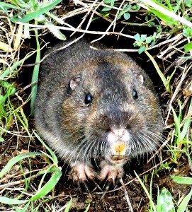 Picture of Pocket Gopher