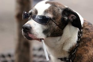 cool dog with a bad habit