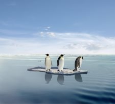 Three penguins stranded on ice