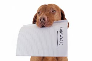 dog holding homework in mouth