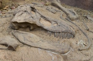 bones of a dinosaur fossil