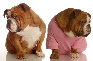 two english bulldog with their backs to each other in an argument