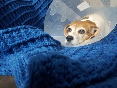 The author's beagle, Boomer, in recovery