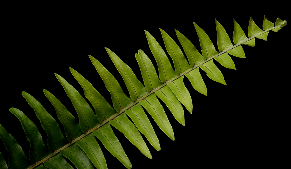 ferns